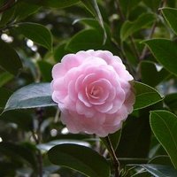 椿坂◢͟￨⁴⁶ (@sea_of_tsubaki) 's Twitter Profile Photo