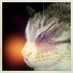 Sal Maughan (@salmaughan) Twitter profile photo