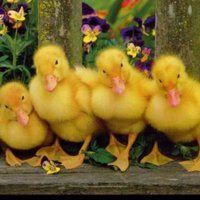 ukagri (@ukagri) 's Twitter Profile Photo ukagri (@ukagri) 's Twitter Profile Photo
