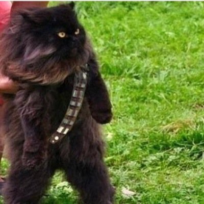 Mikepatina's profile picture. 