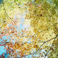 윈디로즈 (@dma54780) 's Twitter Profile