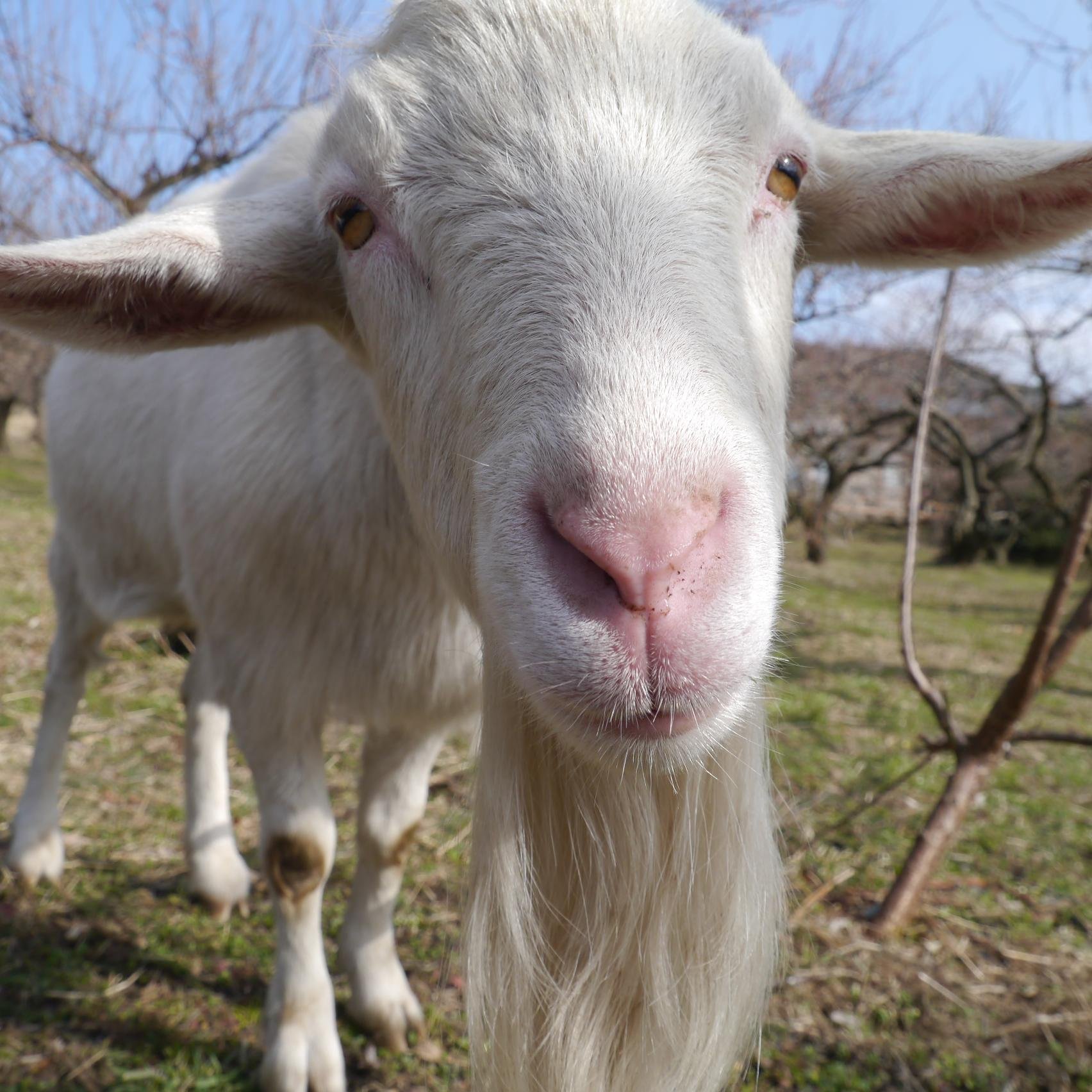 神奈川県西部、曽我山のふもとの農園で無農薬野菜を作っています。除草係のヤギさんと仲良く農作業してます。2014年9月より、武蔵小山駅前に不定期に無人販売所を出していく予定です。
