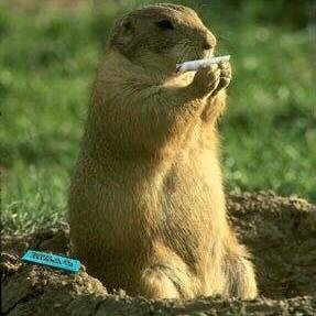 harry_hingo's profile picture. Only made this to get three to explain how to get my texts to work again -_-