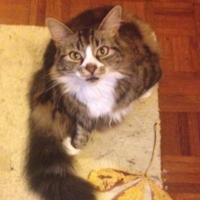 bean_it_is's profile picture. I was rescued with my #sisfur Jackson. I have severe anxiety issues. I love food, snuggles, sleeping & I snore loudly. I am 8ish & i love my toy brown mouse x