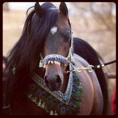 شاعره وشخصيه مرموقه احببتها ف قمت بفتح هذا الحساب ك عربون محبه او صداقه ♥...♡