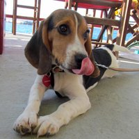Persephone Beagle (@persephone2014) 's Twitter Profile