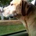 Bucket (@bucketwonderdog) Twitter profile photo Bucket (@bucketwonderdog) Twitter profile photo