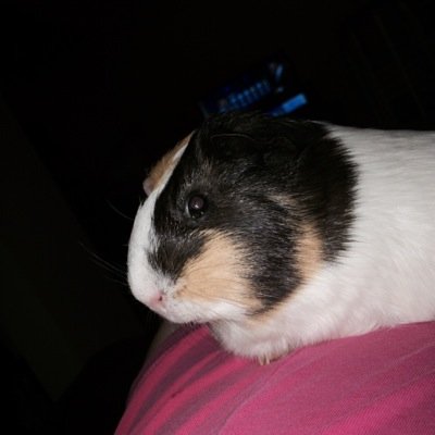 SkyandbonSkylar's profile picture. 