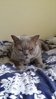 I enjoy lazing on the bed and eating tuna and generally checking out the pussy!