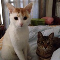 なかお (@clouds0811) 's Twitter Profile