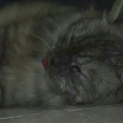 namakucingcomot's profile picture. eat-sleep-repeat