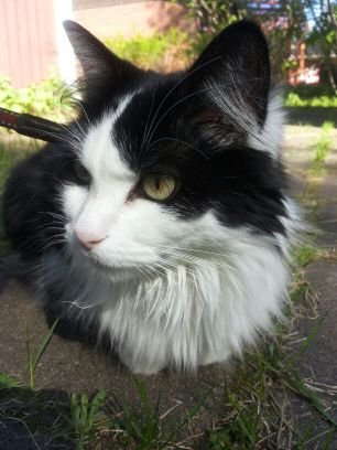 I love running, fitness, music and cats.
