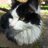 samase66's profile image
