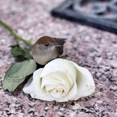 استغفر الله واتوب اليه