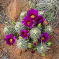 Donna Bruck (@fallholidaze) 's Twitter Profile