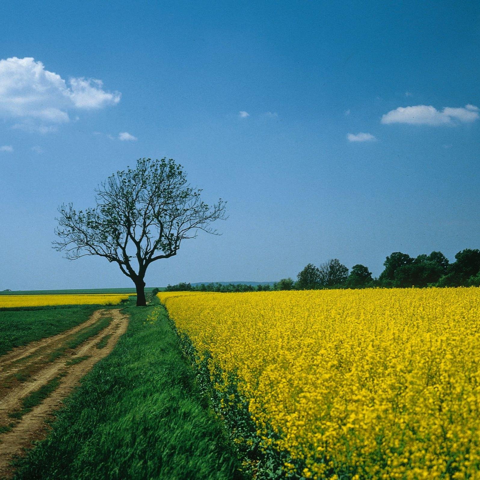 Marwaja93's profile picture. 