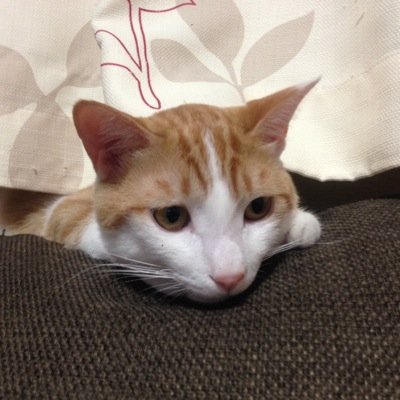 毎日が精一杯です。 そして無計画です。RISS/CISSP/CEH エル・プサイ・コングルゥ
