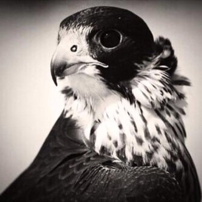 aldhmmmi_52's profile picture. ﻻ تحزن على دنياا اخرها رحيل...#