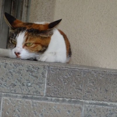 kazuyu