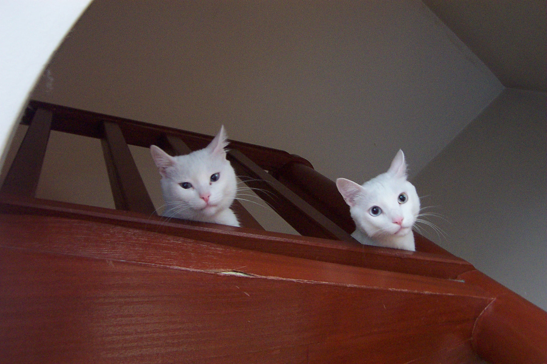 IremKS's profile picture. 