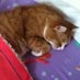 Cat (@mrhappytits) Twitter profile photo