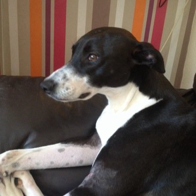 smokeyjoe31's profile picture. 