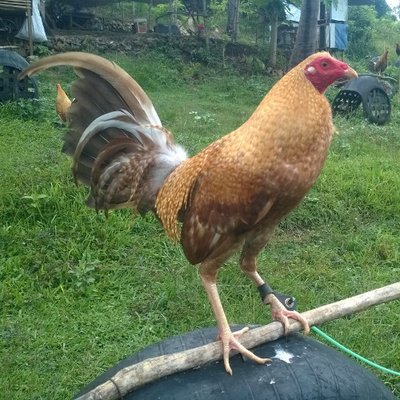 Gamefowl Gamefarm In The Philippines Gamefowl Gamefarm In The Philippines