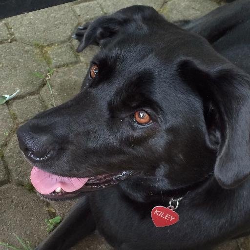 kileyandco's profile picture. Former journalist turned swim/soccer/baseball taxi driver; walker of beast named Kiley