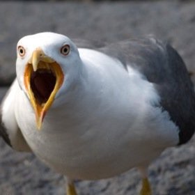 Angry__Seagull's profile picture. 