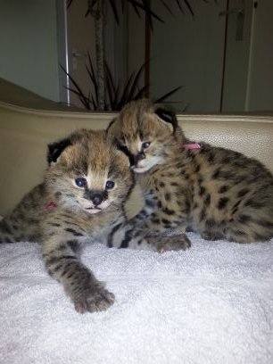 Hobby-site voor Servals, Maine Coon Cats, Savanah's en Bengalen, regelmatig kittens verkrijgbaar!