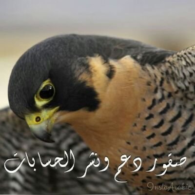 @2013_mlookh