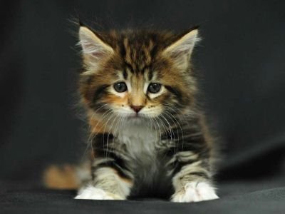 ViniciusZueiro's profile picture. 