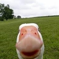 i like ducks...