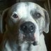 schotbo (@louvanrhenen) Twitter profile photo