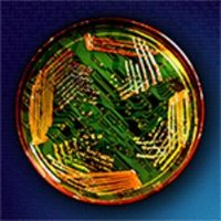 PLOS Synbio (@plossynbio) 's Twitter Profile Photo
