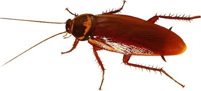 RoachDatNigga's profile picture. Finessing exterminators since '95