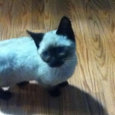 amayacorrales1's profile picture. thank you for following