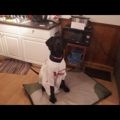 EnosTheDog13's profile picture. I'm a dog of proud Danish heritage but a strong British accent. Fan of Albany Great Danes hoops, tennis, peanut butter and rawhides. Kom og kender mig.