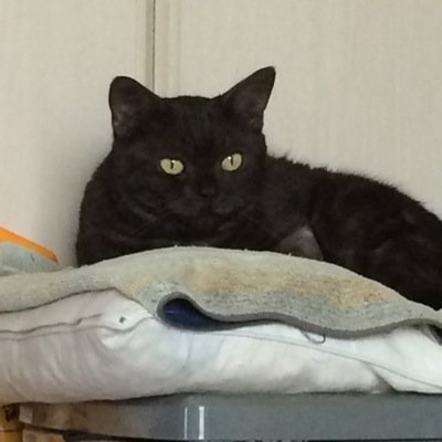はじめまして、音楽や読書が好きです。 猫好きです。尾崎豊さんや浜田省吾さんに憧れてます。アコギとピアノで楽曲製作してアコギの弾き語りで歌ってます。平和とは自然であることだという考えです。明治大学文学部文芸学部卒業。好きな言葉は「良心」です。作品はこちらhttps://t.co/w0CIaeXBTj