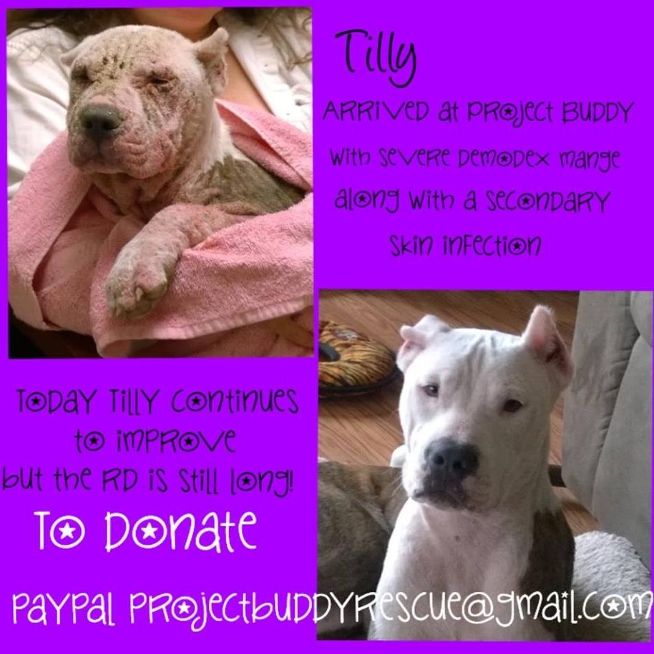 RESCUE*REHABILITATE*RETRAIN*LOVE*REHOME
A rescue dedicated to those who are misunderstood and not given a fair chance to life.