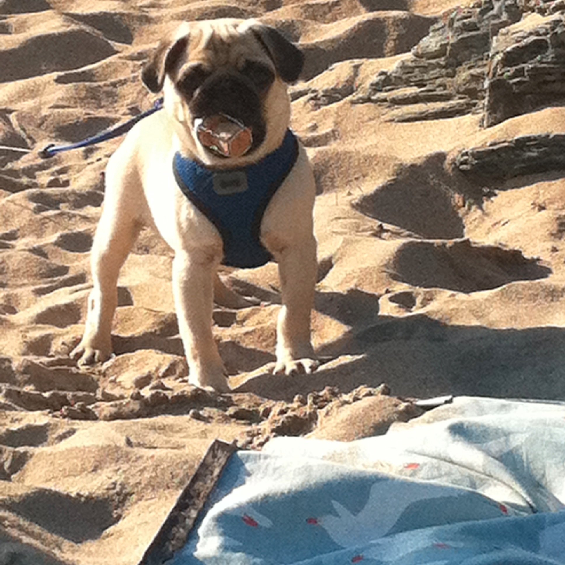 rufusstilgoe's profile picture. Linguist, singer, barrister, writer