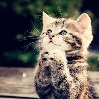 dios creo al gato para obreser al hombre el placer de acariciar un tigre