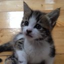 Molly Jaeger - @apieceofpenny - Twitter