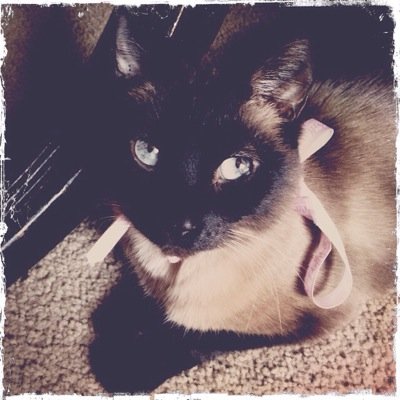 Yung__Meeze's profile picture. PAMPERED QUEEN