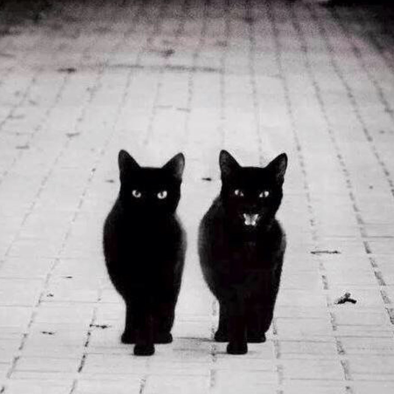 手動でねこの画像をはってゆきます。