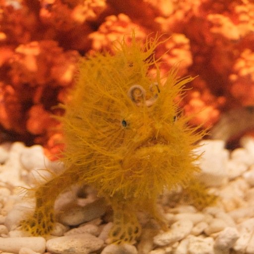 shu_ka_to's profile picture. cogito, ergo sum (I think, therefore I am.) 我思う、故に我あり▷日常の思ったことなんでも