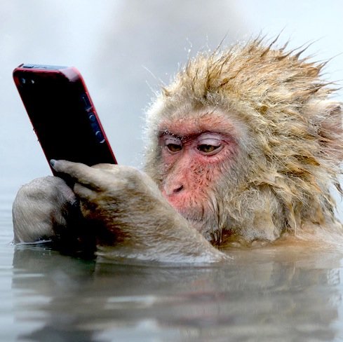 Monkey La Leyenda