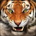 Stewartville Athletics (@stewieathletics) Twitter profile photo