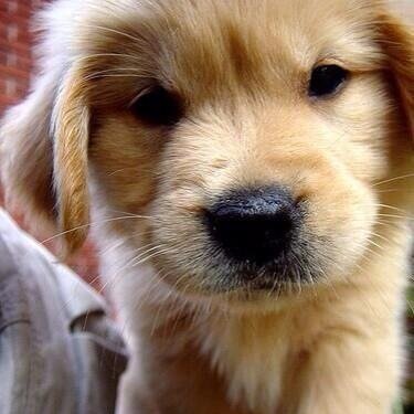 ILikeAnimalsDaily, Dm us your animal Pictures !