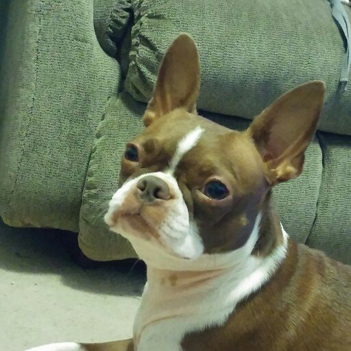 coltsjason1's profile picture. 